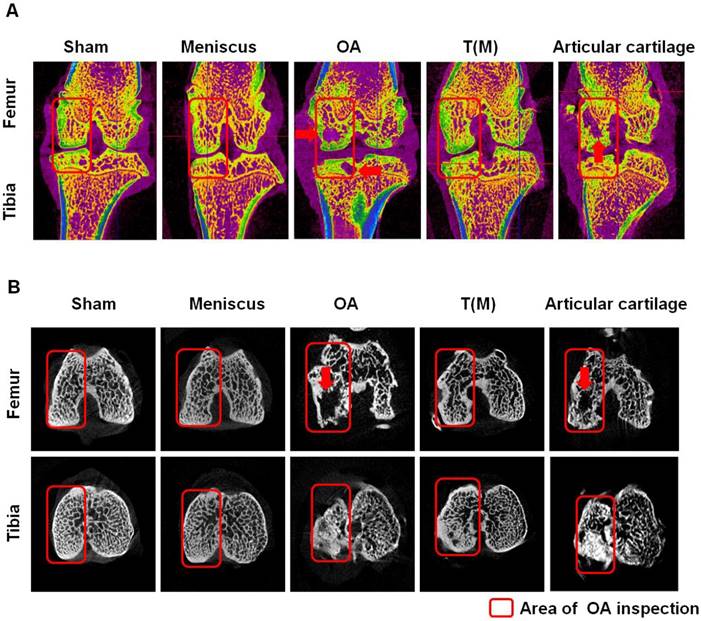 Int J Med Sci Image