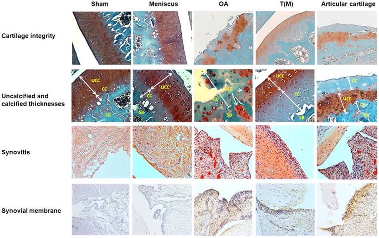 Int J Med Sci Image