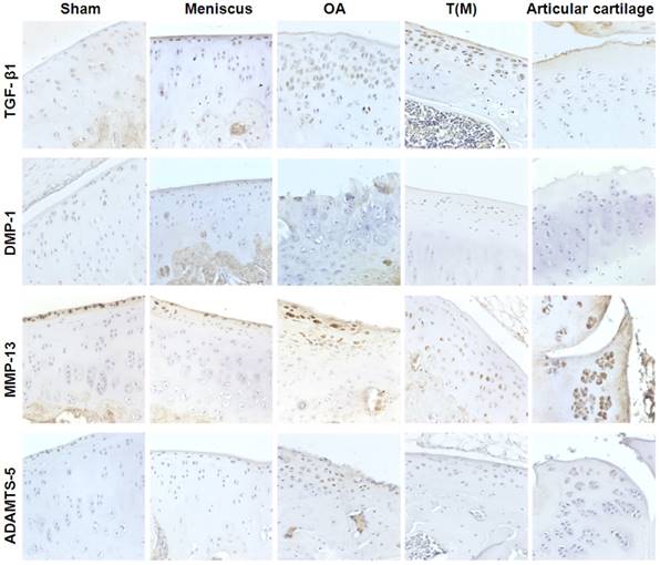 Int J Med Sci Image