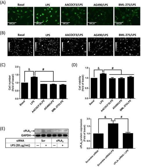 Int J Med Sci Image