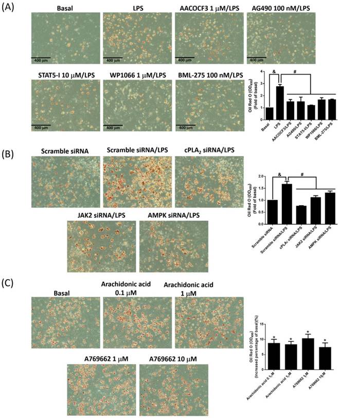 Int J Med Sci Image