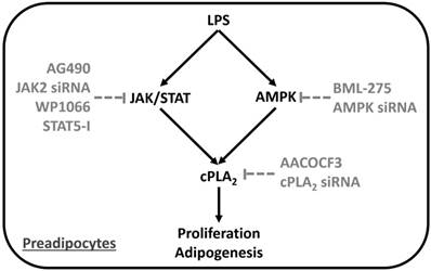 Int J Med Sci Image