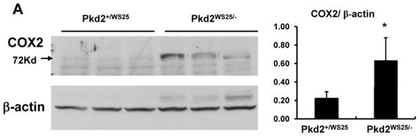 Int J Med Sci Image