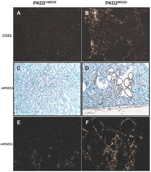 Int J Med Sci Image