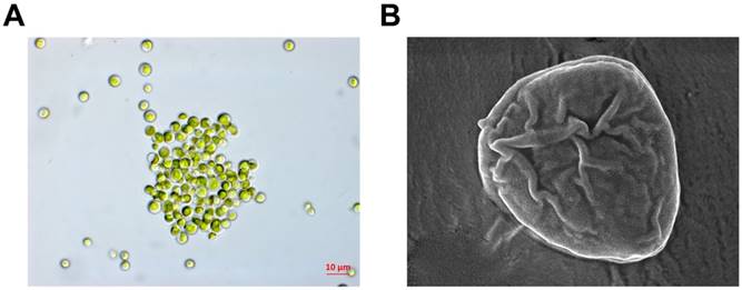 Int J Med Sci Image