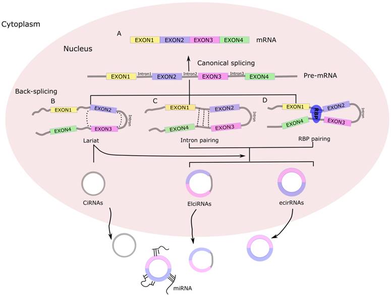 Int J Med Sci Image