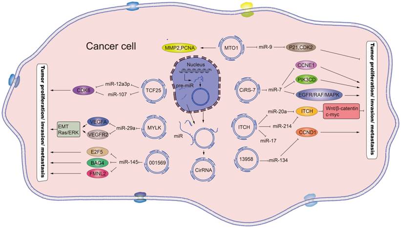 Int J Med Sci Image