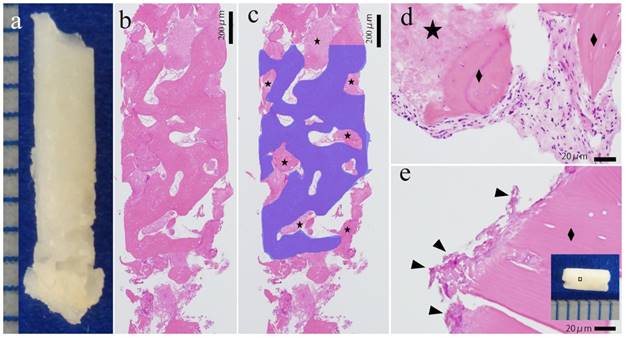 Int J Med Sci Image