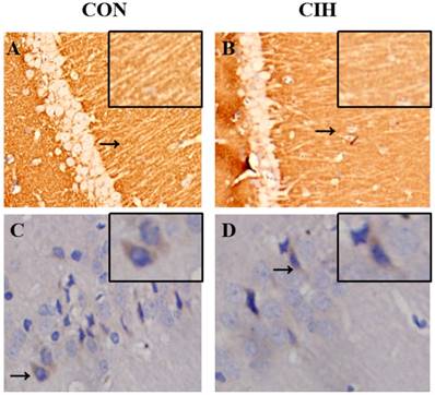 Int J Med Sci Image