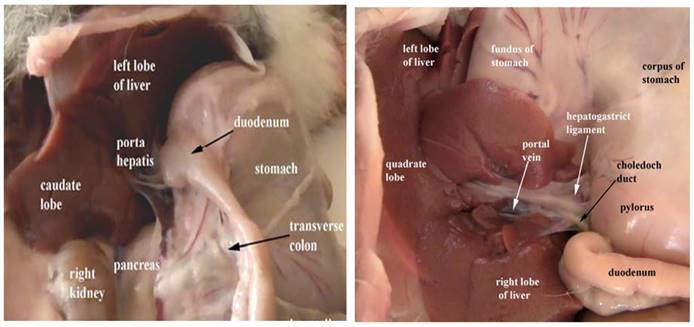 Int J Med Sci Image