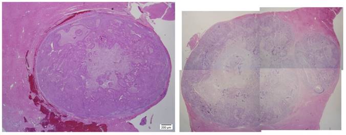 Int J Med Sci Image