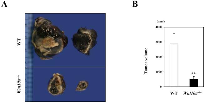 Int J Med Sci Image