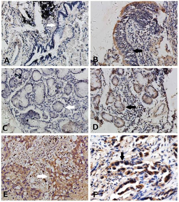 Int J Med Sci Image