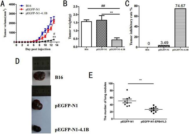 Int J Med Sci Image