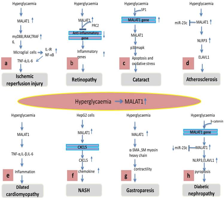 Int J Med Sci Image