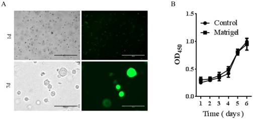 Int J Med Sci Image