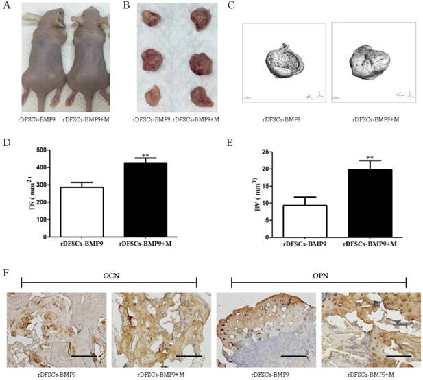 Int J Med Sci Image