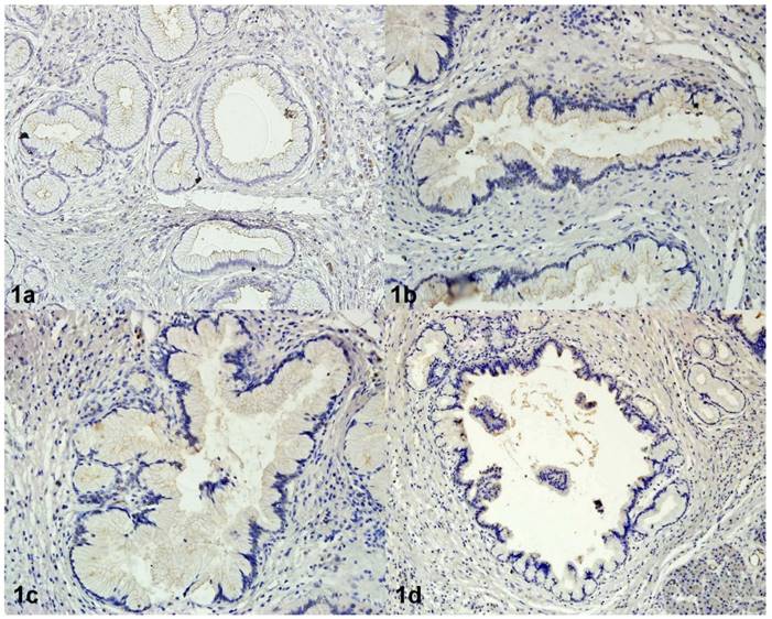 Int J Med Sci Image