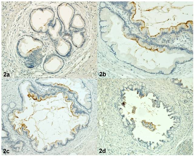 Int J Med Sci Image