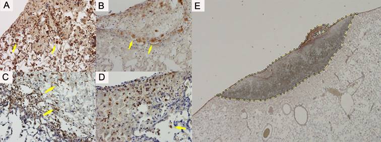 Int J Med Sci Image