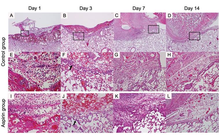 Int J Med Sci Image