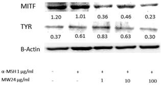 Int J Med Sci Image