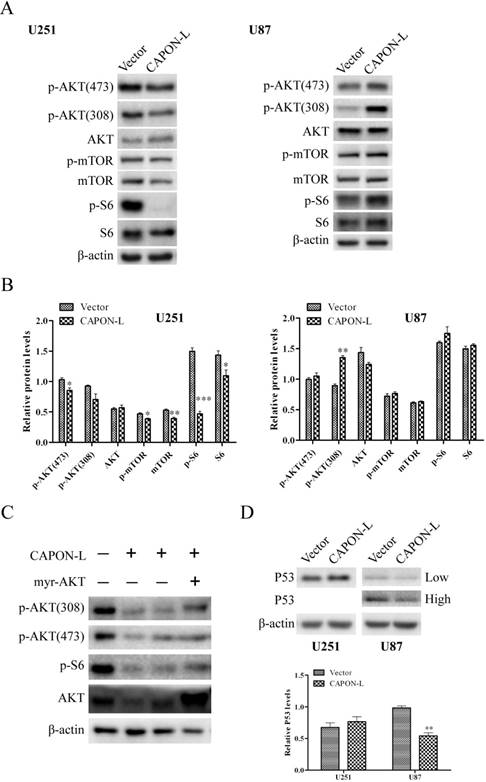 Int J Med Sci Image