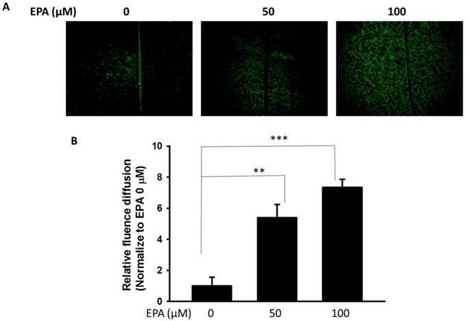 Int J Med Sci Image