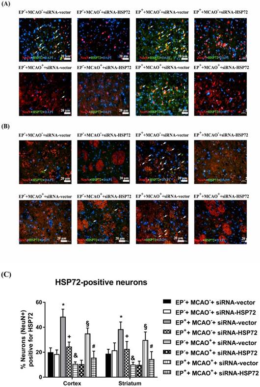 Int J Med Sci Image