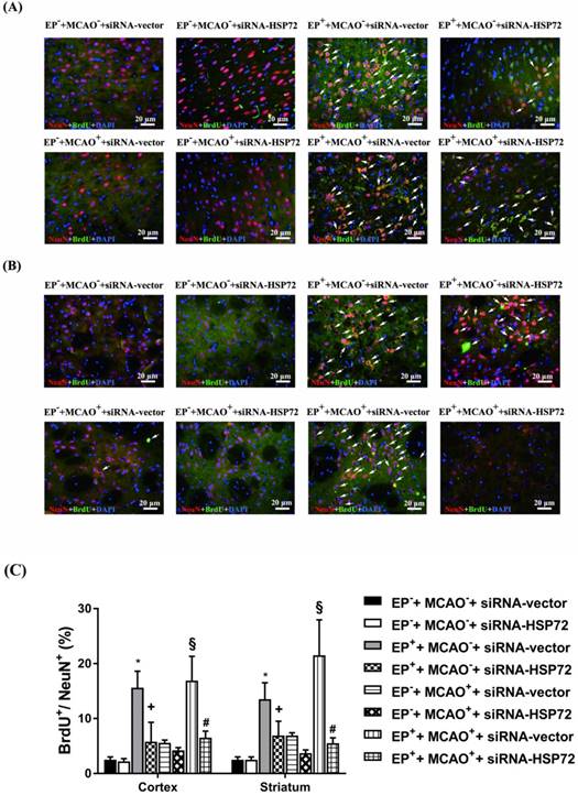 Int J Med Sci Image