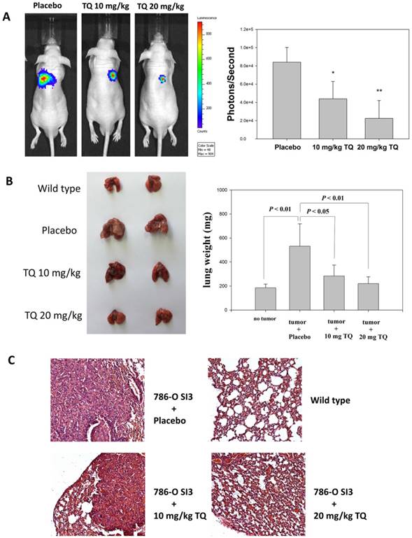 Int J Med Sci Image