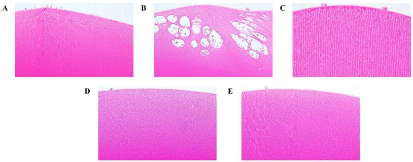 Int J Med Sci Image