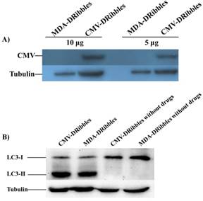 Int J Med Sci Image