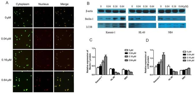 Int J Med Sci Image