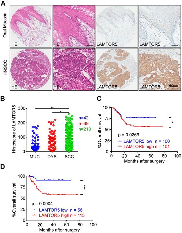 Int J Med Sci Image