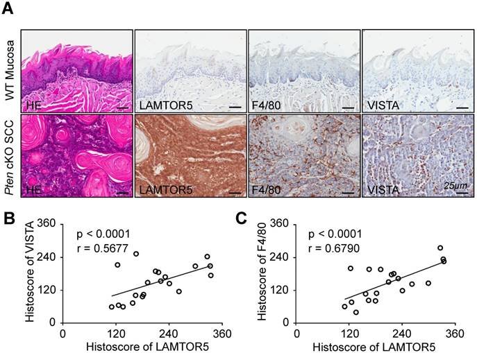 Int J Med Sci Image