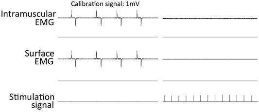 Int J Med Sci Image