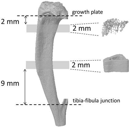 Int J Med Sci Image