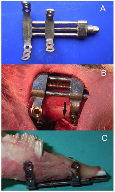 Int J Med Sci Image