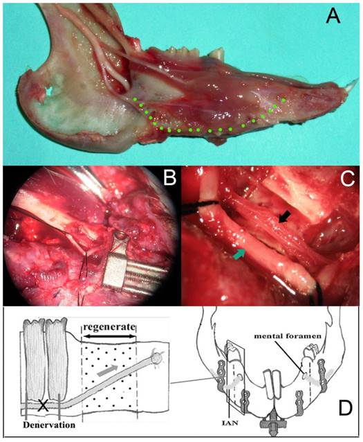 Int J Med Sci Image