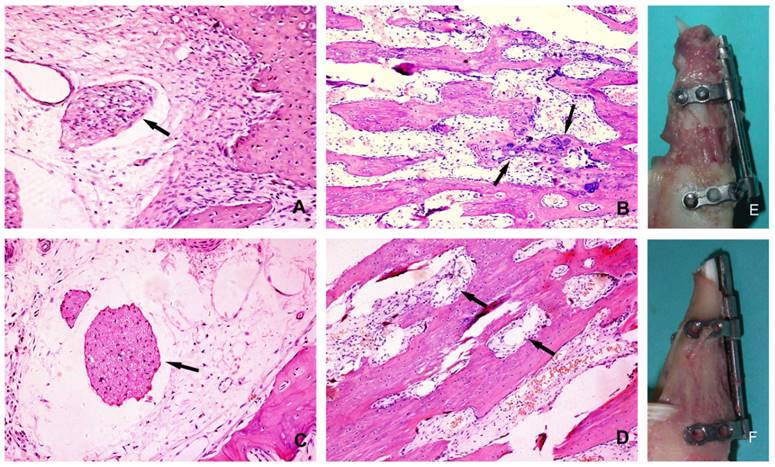 Int J Med Sci Image