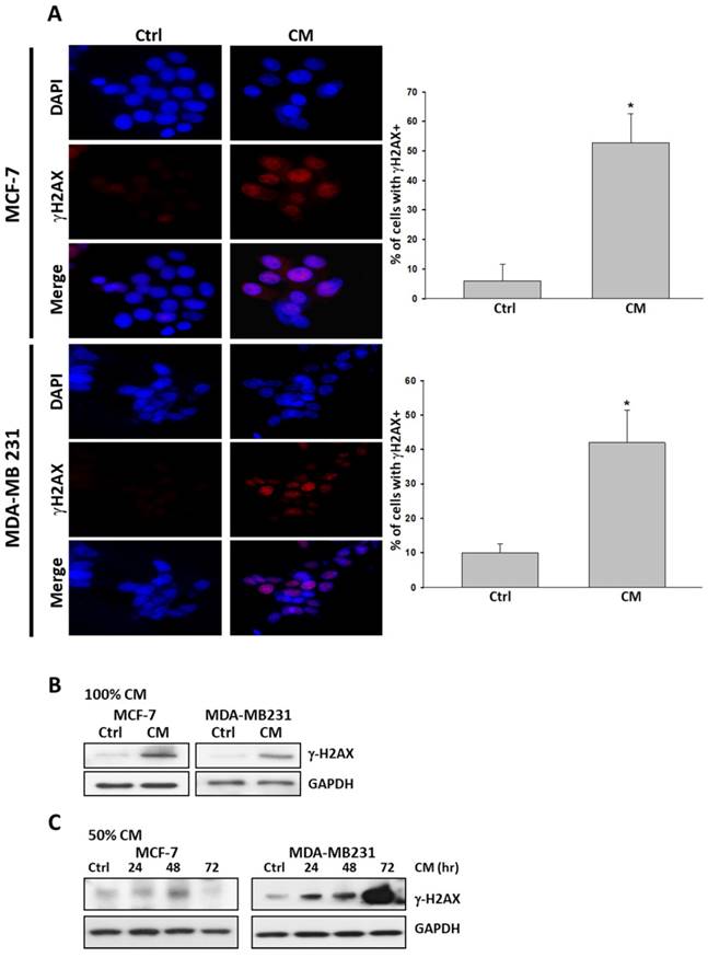 Int J Med Sci Image