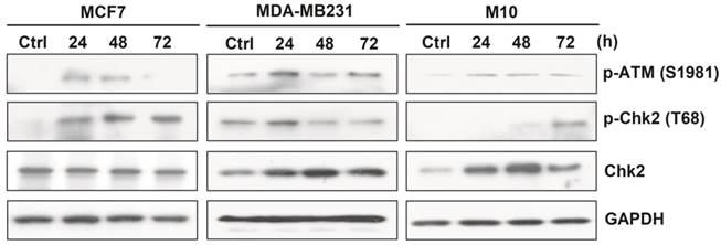 Int J Med Sci Image