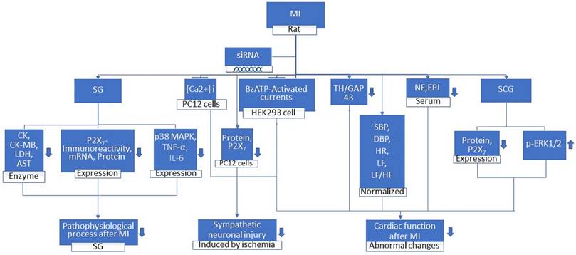 Int J Med Sci Image