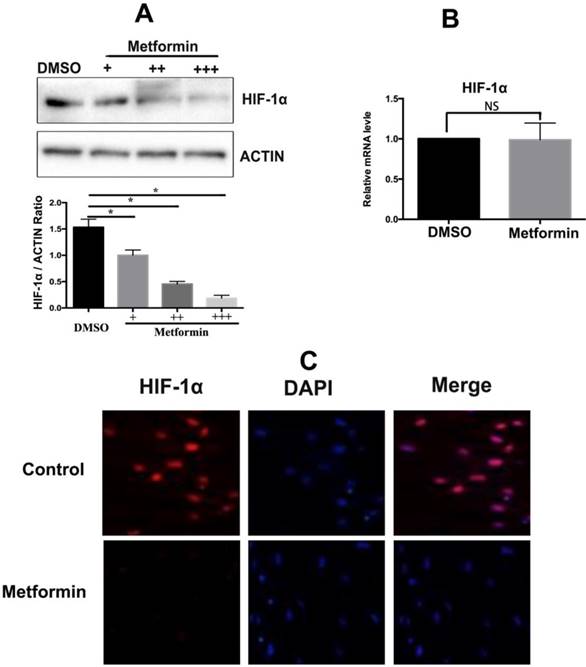 Int J Med Sci Image