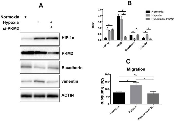 Int J Med Sci Image