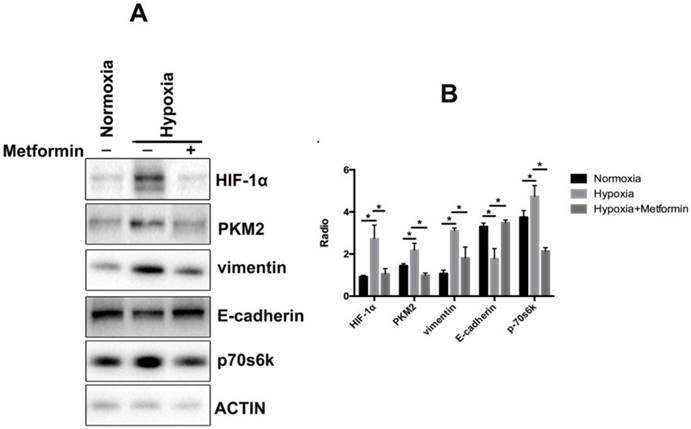 Int J Med Sci Image