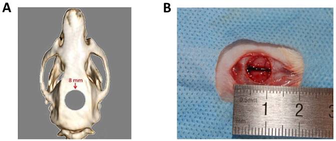 Int J Med Sci Image