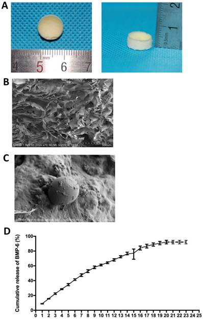 Int J Med Sci Image