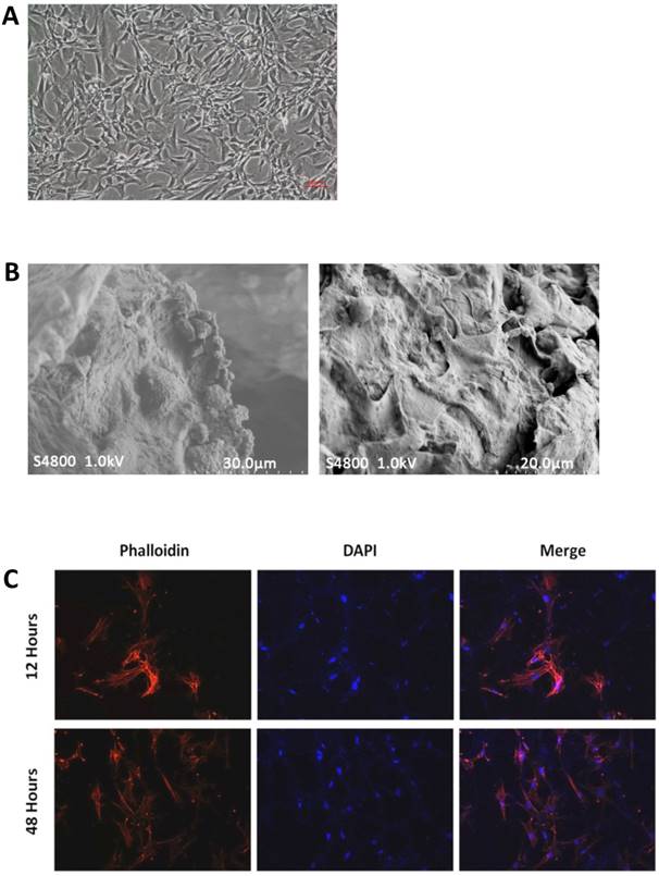 Int J Med Sci Image